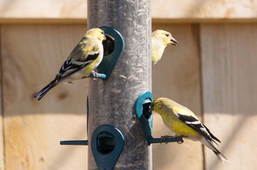 Birds feeding