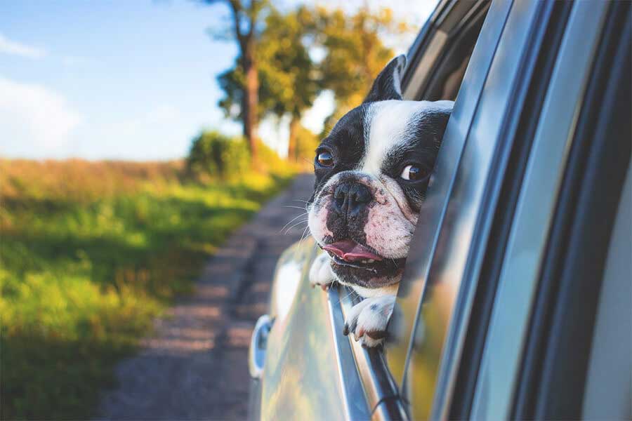 dog car window