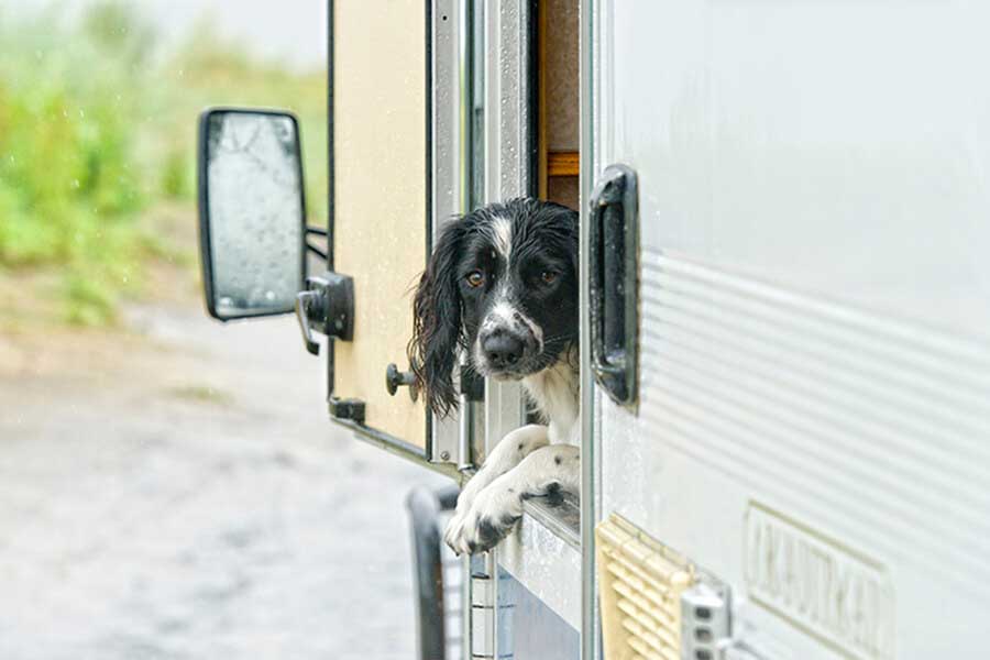 dog car window