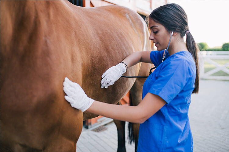 equine emergencies