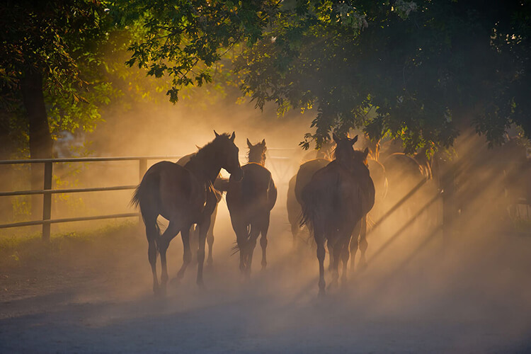 equine emergencies