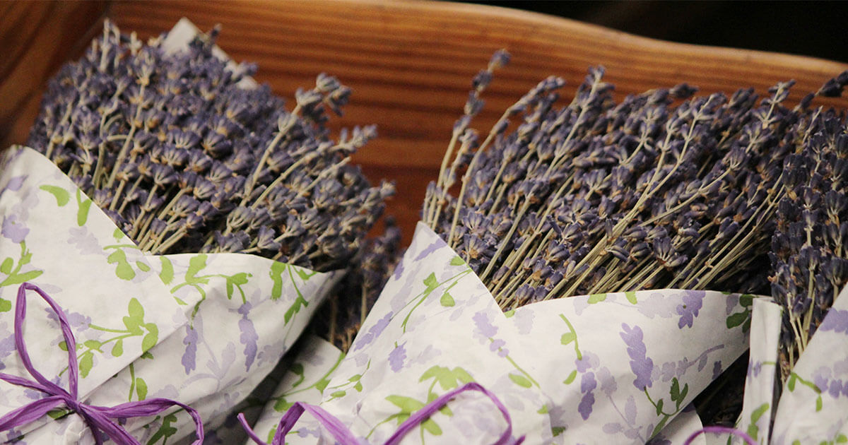 Bundled dried lavender