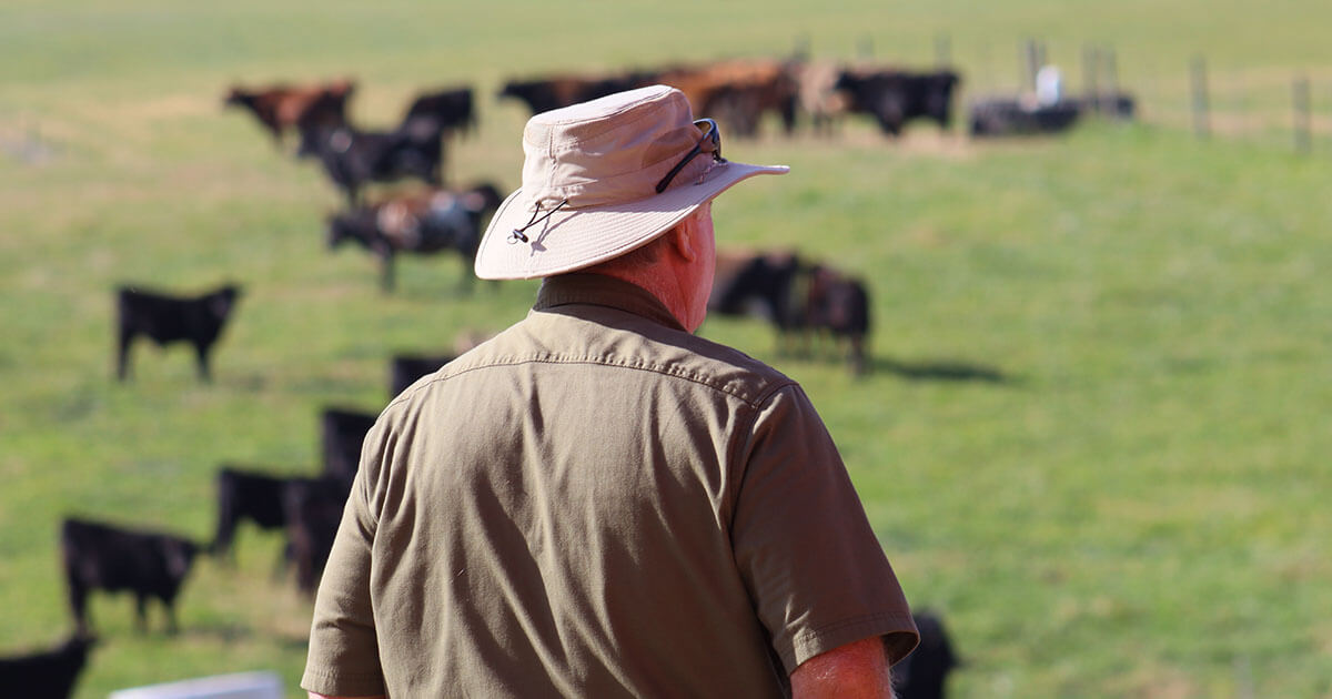 Man in hat watching over field of cattle
