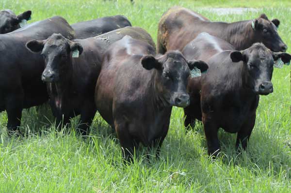cattle