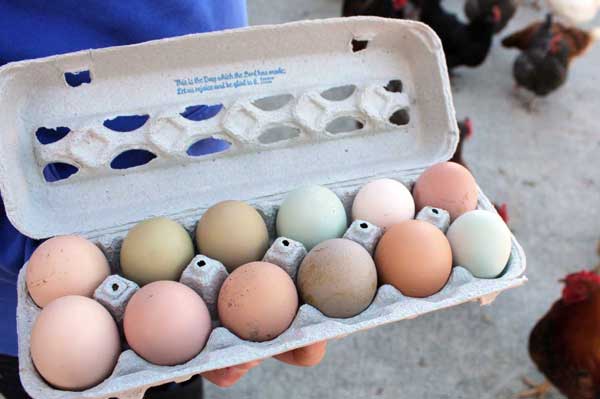 Eggs