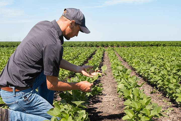 farmer holding plants