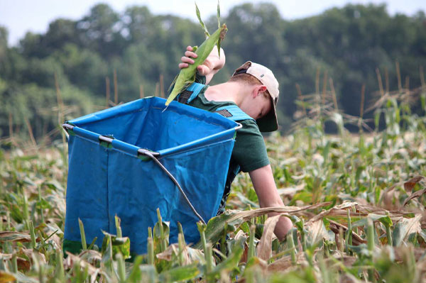 Young man picking corn