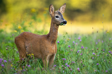 lawn mower