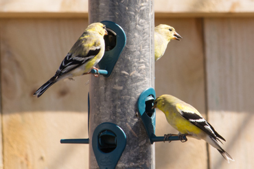 gold finches