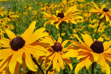 Black-eyed Susans