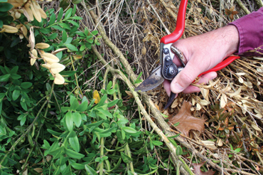 trimming damaged boxwood