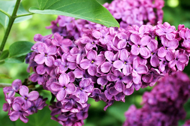 lilacs