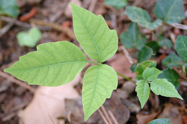 seedlings