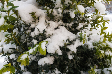 snow-covered boxwood