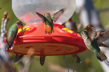 hummingbird feeding