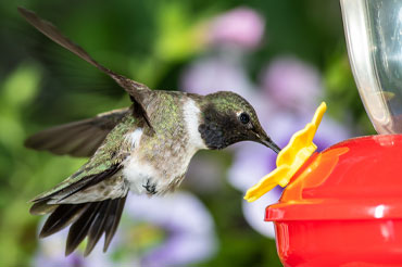 hummingbird feeding