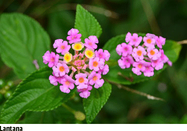 Lantana Plant