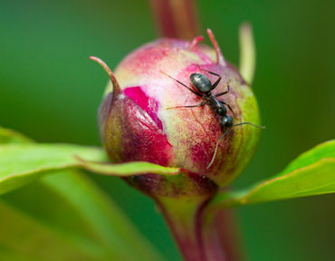 peony bud with ant