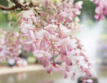 pink wisteria