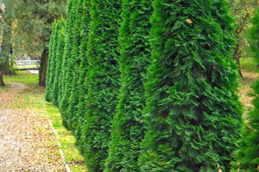 Privacy Shrubs