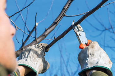 pruning a tree