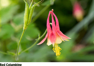 Red Columbine Flower