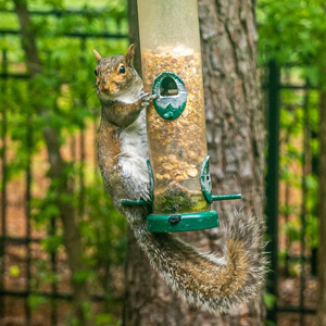 Squirrel on bird feeder