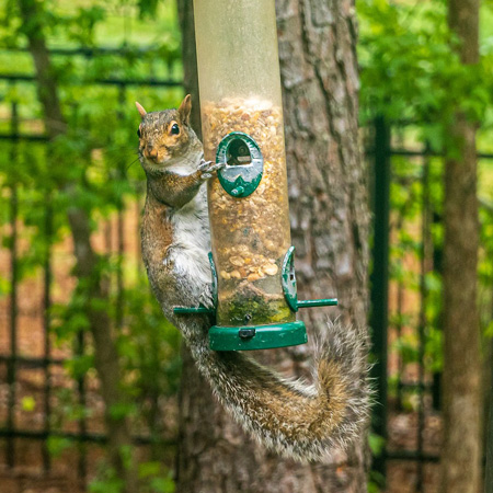 Squirrel on bird feeder