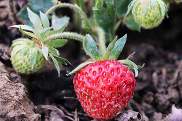 Strawberries growing