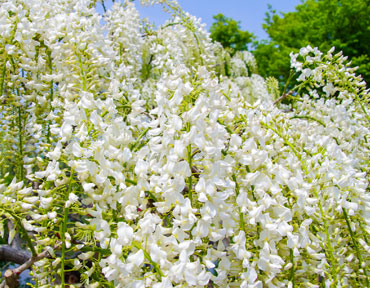 white wisteria