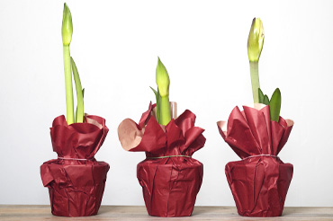 Amaryllis bulbs
