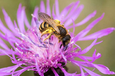 Bee on flower