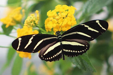 Florida Zebra Longwing butterfly