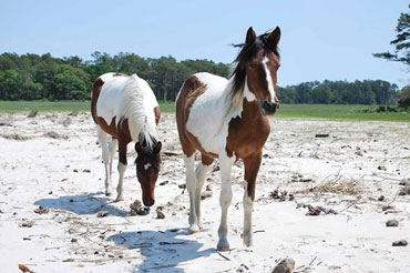 Chincoteague ponies