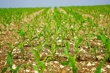 Corn Field