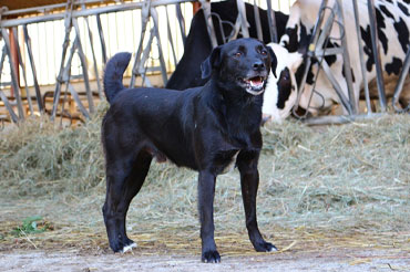 Farm dog