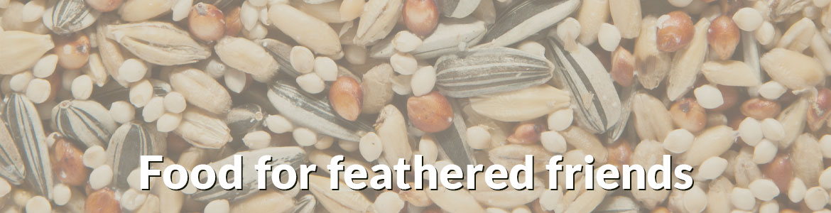 Food for feathered friends graphic