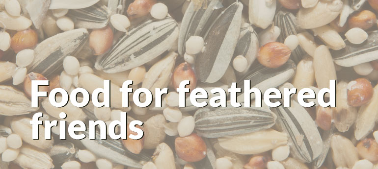 Food for feathered friends graphic
