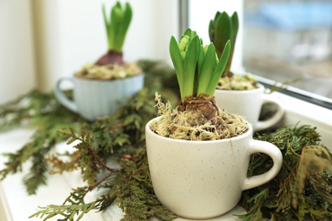 Hyacinth blubs