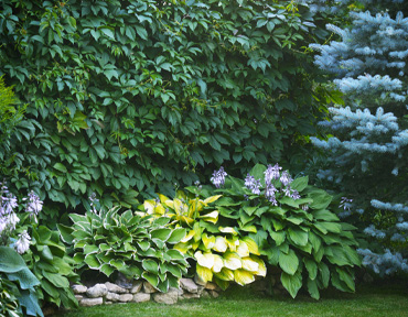 peonies