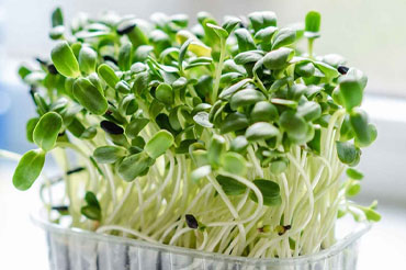 Microgreens