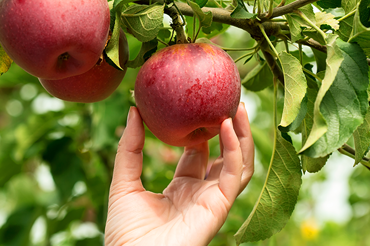 picking apples