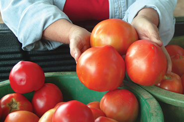 More tomatoes