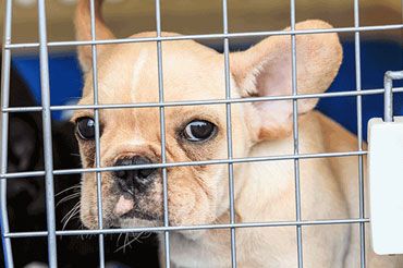 Dog in crate