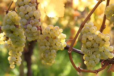 Chardonnay Graps