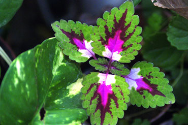 coleus plant