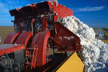 grain harvesting