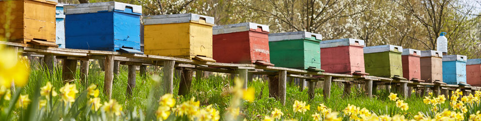 bee hives