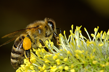 bee with pollen