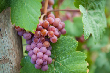 Red Cabernet Franc